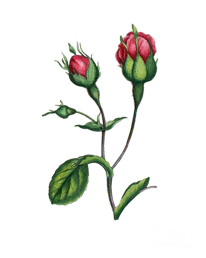Rose Digital Art - Rosebuds by Madame Memento