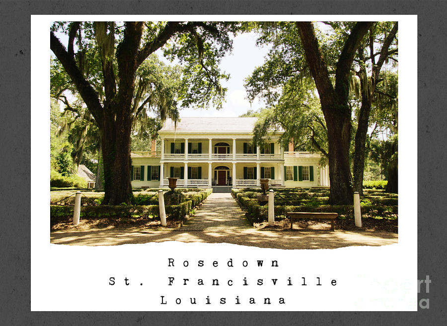 Tree Photograph - Rosedown Plantation by Southern Tradition
