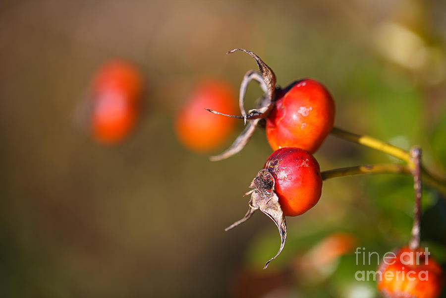Rosehip Fruit Photograph by Joy Watson