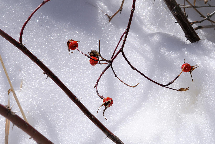 Rosehip in Winter Photograph by Mary Lee Dereske