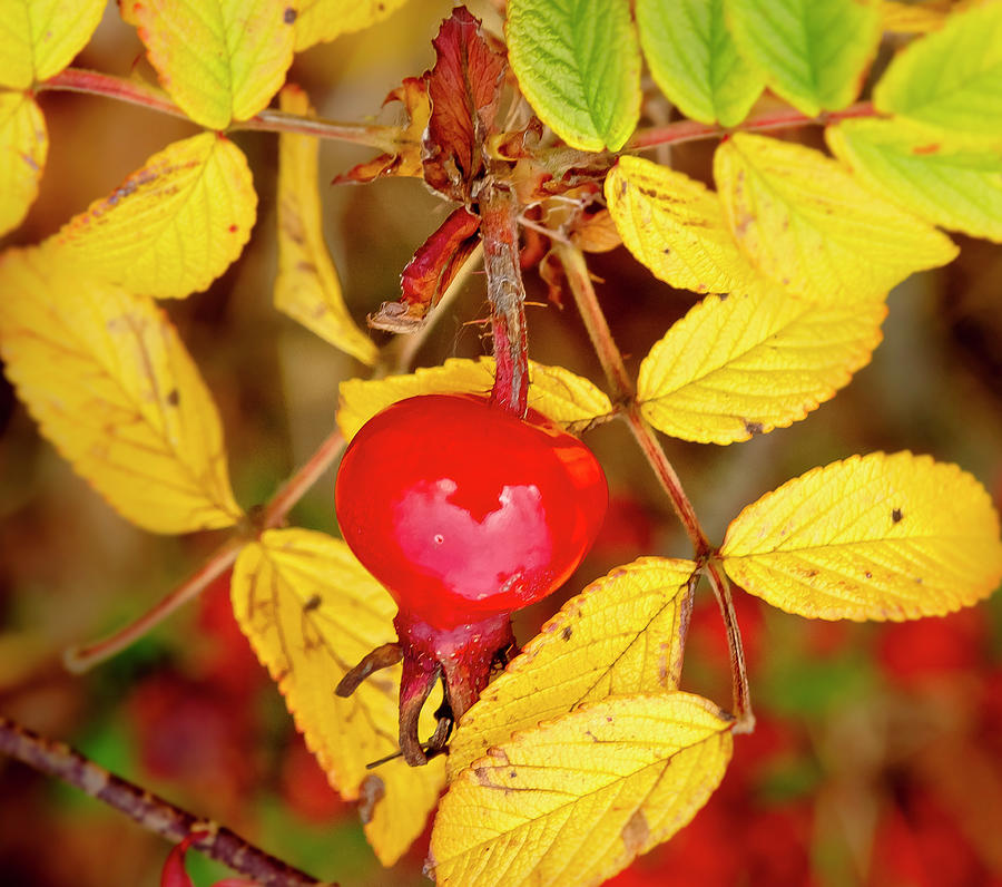 Rosehip. Winter is coming. Photograph by Elena Perelman