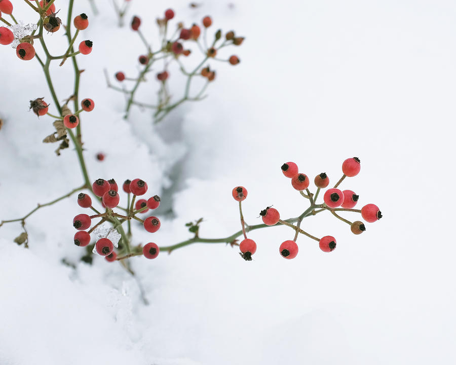 Rosehips in Snow Photograph by Lupen Grainne