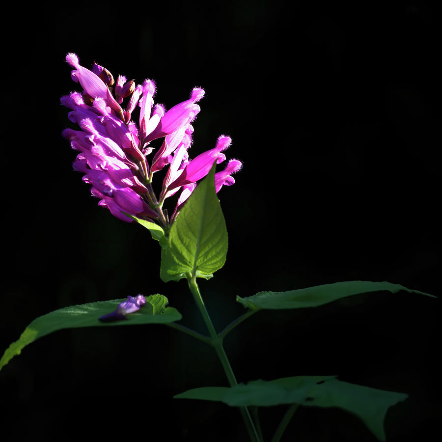Roseleaf sage with a natural dark background. Photograph by Jean-Luc Farges
