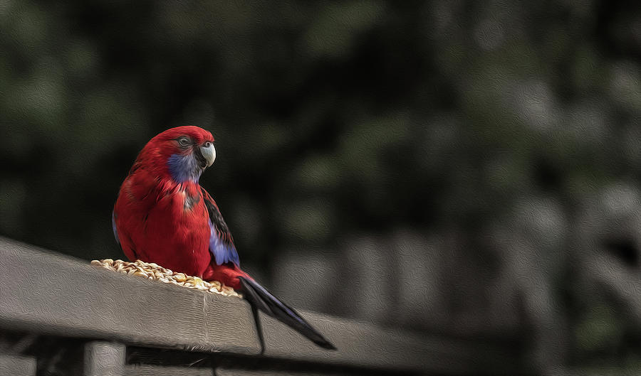 Rosella Photograph - Rosella 1 by Leigh Henningham Rosella Photograph - Rosella 1 by Leigh Henningham