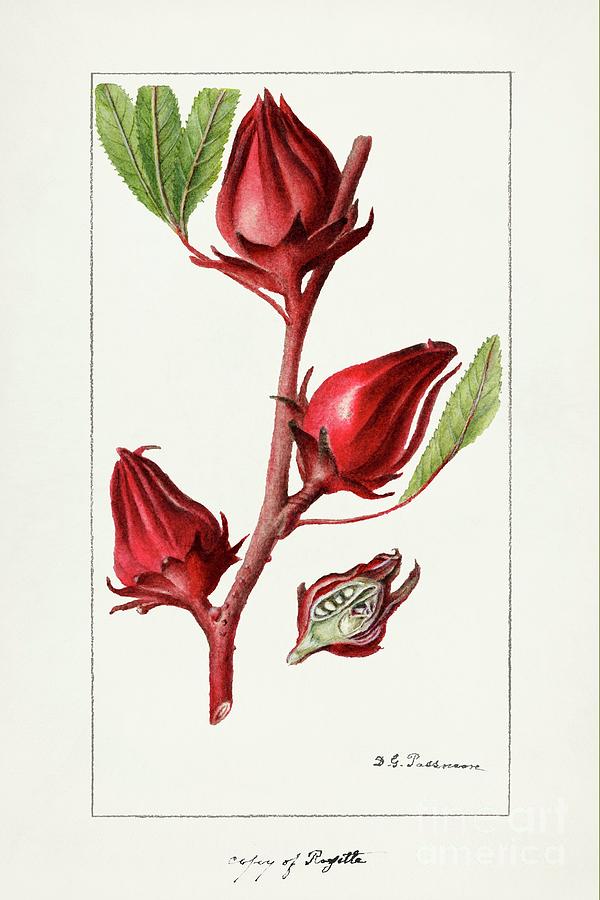 roselle-hibiscus-sabdariffa-1906-by-deborah-griscom-passmore-deborah-griscom-passmore.jpg