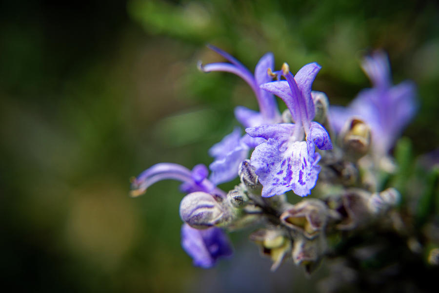 Rosemary Blossom Waiting for Honey Bees Photograph by Lindsay Thomson