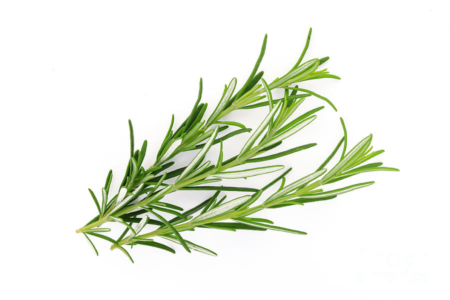 Rosemary Herbs Isolated On White Photograph