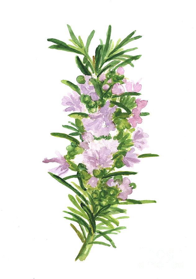 Rosemary watercolor painting Painting by Green Palace - Fine Art America