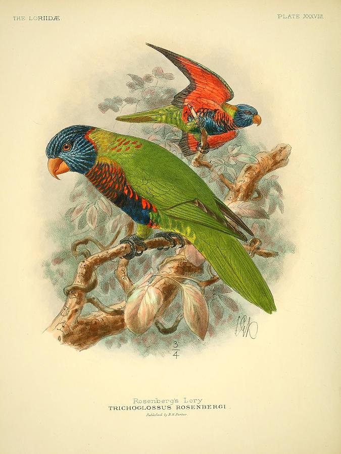 Rosenberg's Lory Mixed Media By Beautiful Nature Prints - Fine Art America