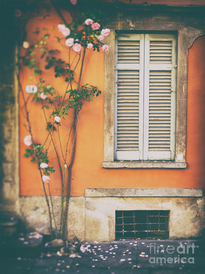 Roseplant and window with closed shutters Photograph by Silvia Ganora