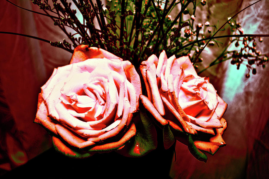 Roses #2 Photograph