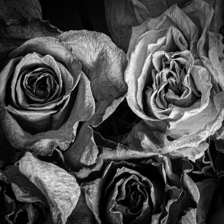 Black And White Photograph - Roses Abstract by Charles Hoffman