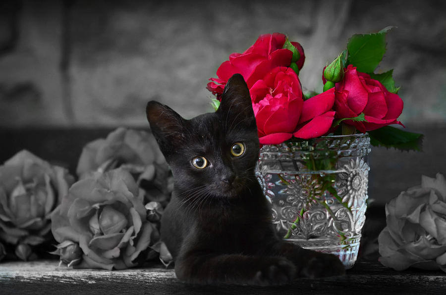 Roses and a Kitten Photograph by Ally White