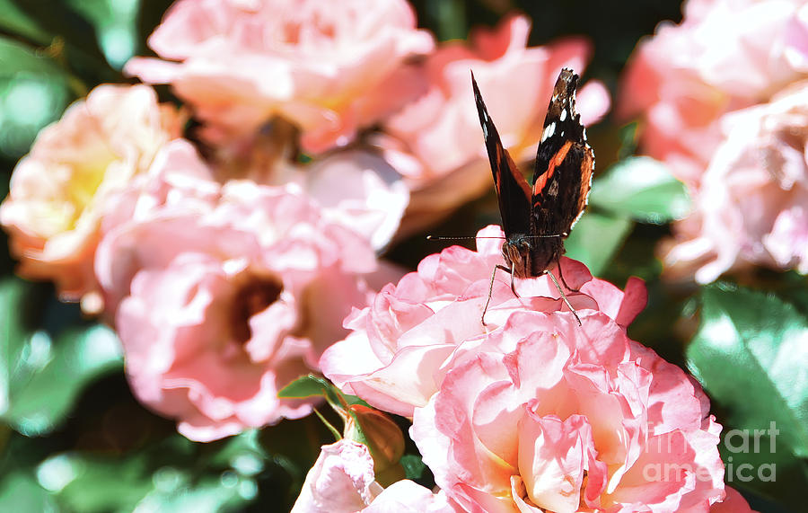 Roses And Butterfly Photograph