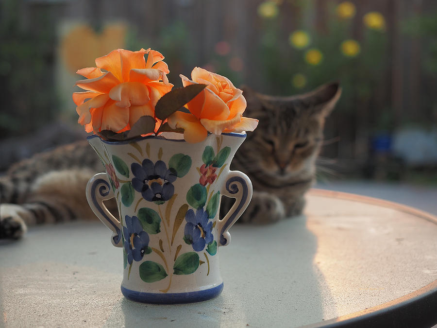 Roses and Cat Photograph by Richard Thomas