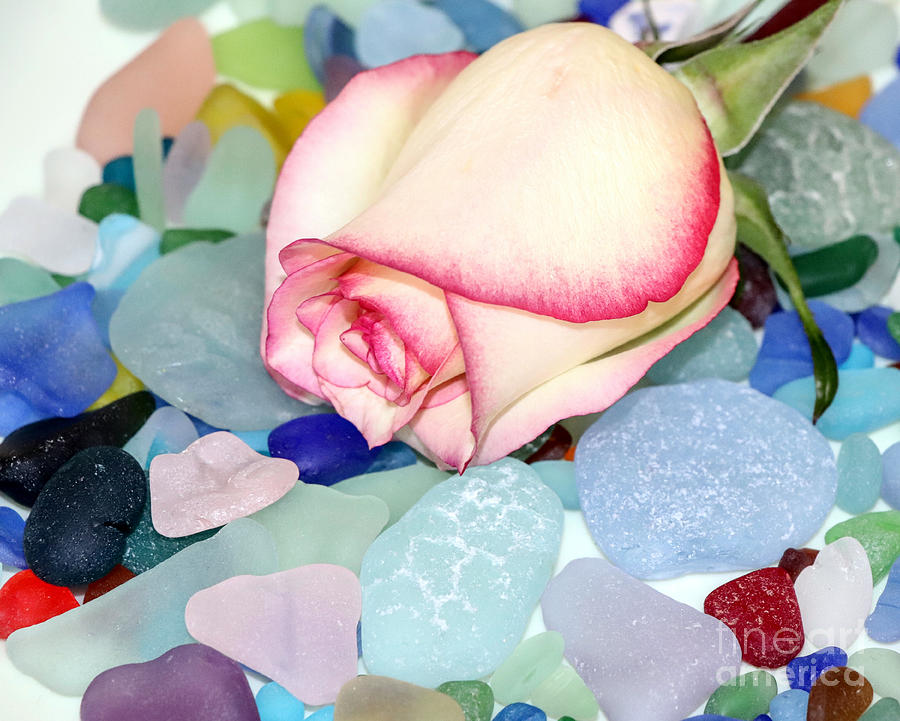 Roses and sea glass Photograph by Janice Drew