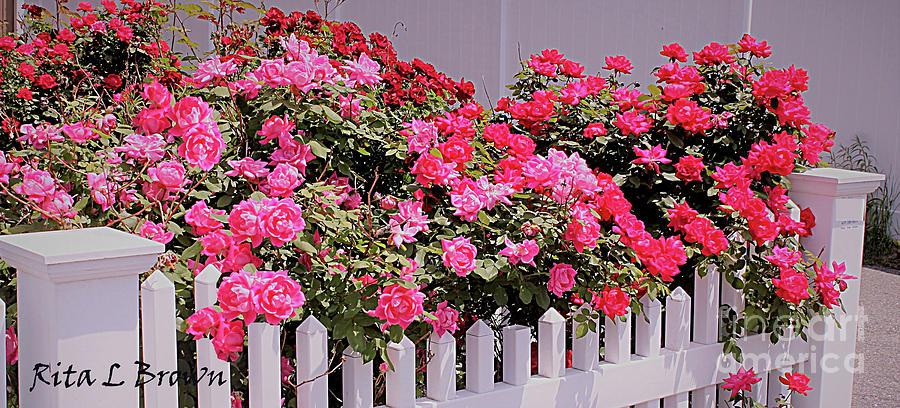 Roses and  the White Picket Fence Photograph by Rita Brown