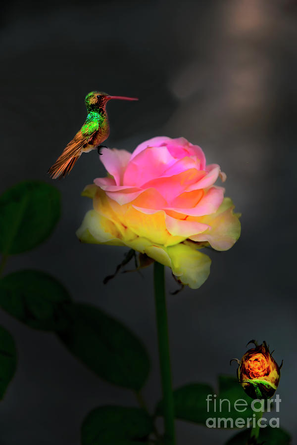 Roses Are A Hummers Best Friend Photograph by Al Bourassa
