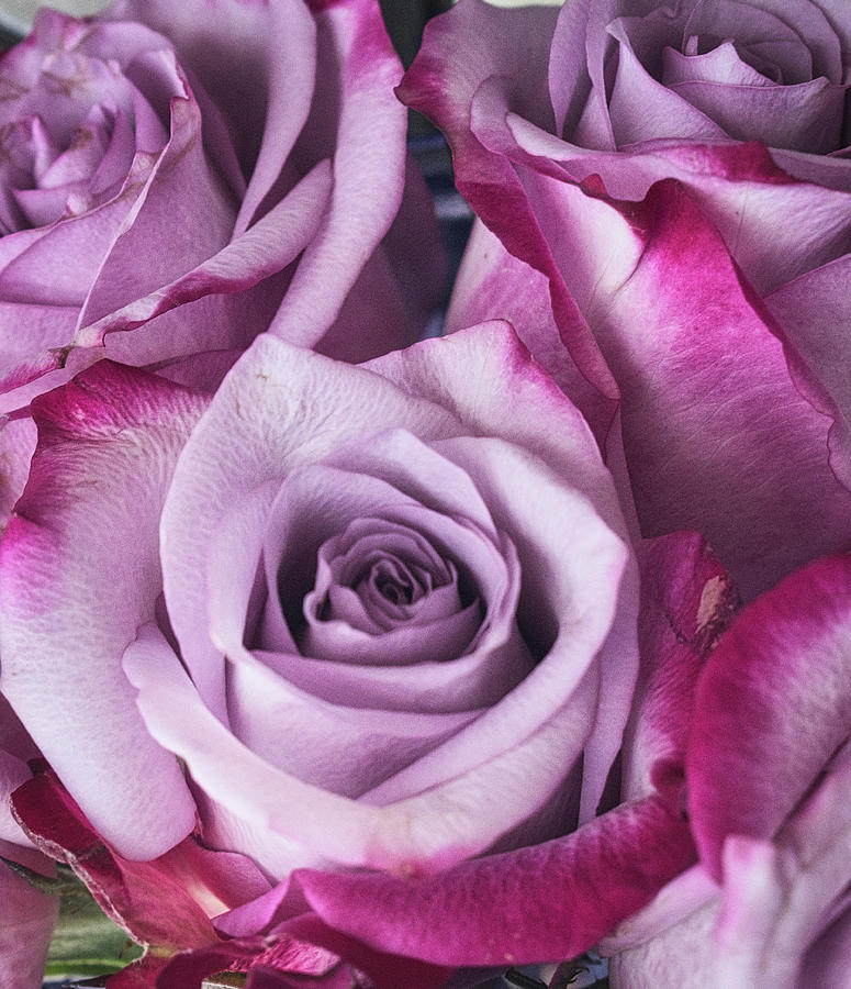 Lavender Rose Bouquet Photograph by Portia Olaughlin