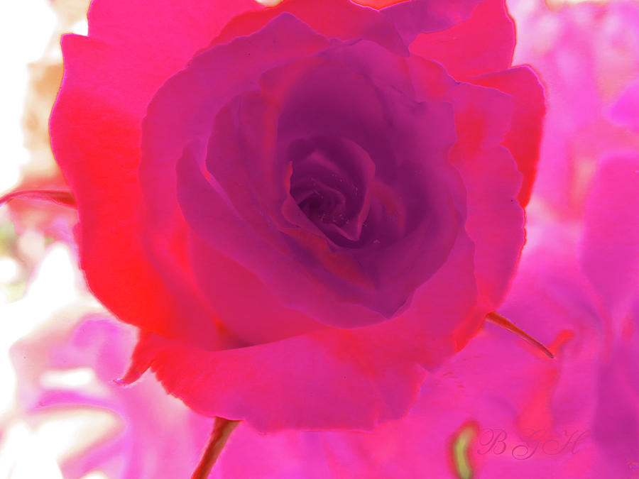 Roses are Red and Violet - Beautiful Roses - Floral Photographic Art - Roses Photograph by Brooks Garten Hauschild