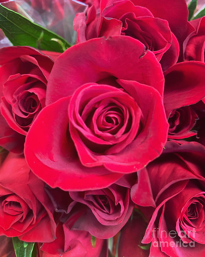 Roses are Red Photograph by B True Xpressions Roses are Red Photograph by B True Xpressions