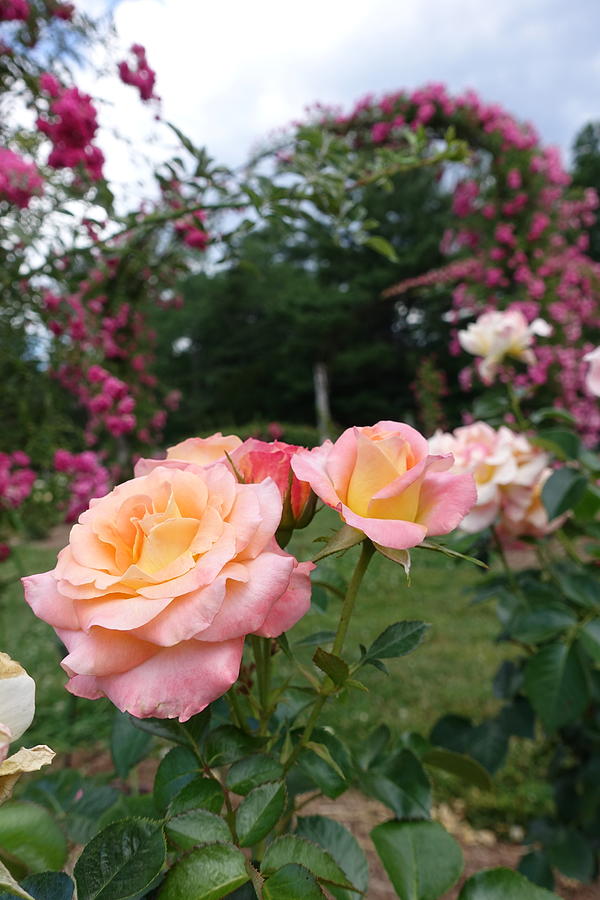 Roses at Eizabeth Park Photograph by Patricia Caron