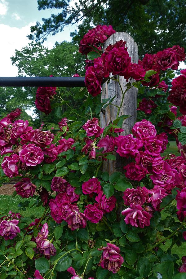 Roses at Elizabeth Park Photograph by Patricia Caron