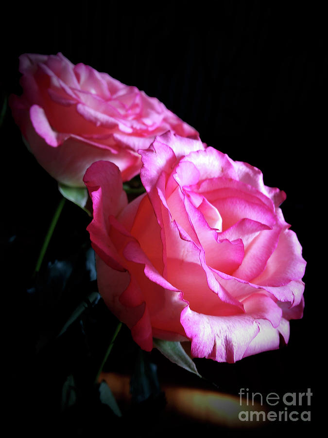 Roses Beauty  Photograph by Jasna Dragun
