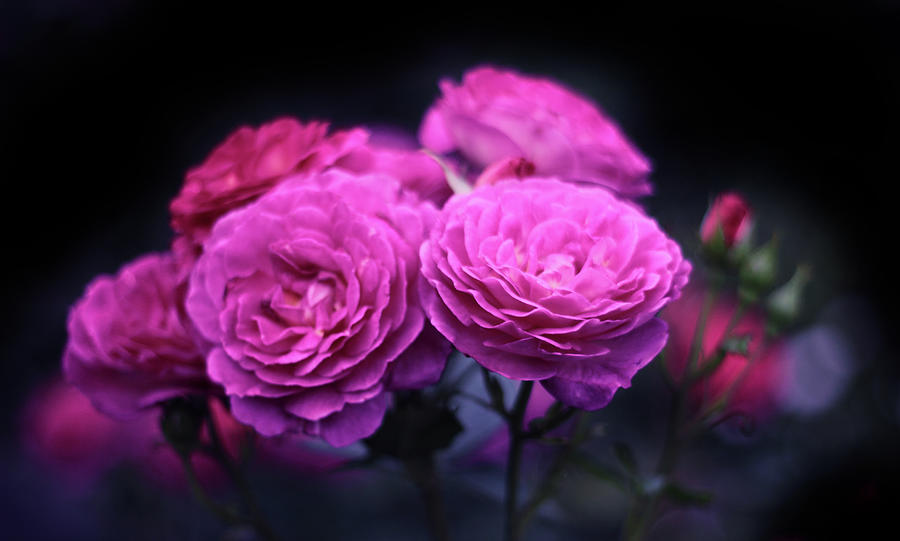 Roses by Night Photograph by Jessica Jenney