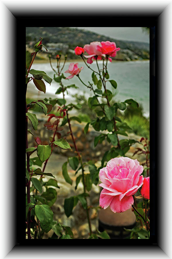 Roses by the Sea Photograph by Richard Risely