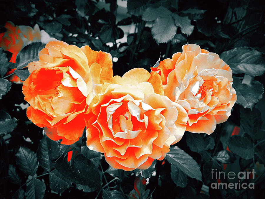 Rose Photograph - Roses  by Daniel Janda