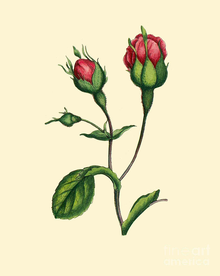 Rose Digital Art - Roses Decor by Madame Memento