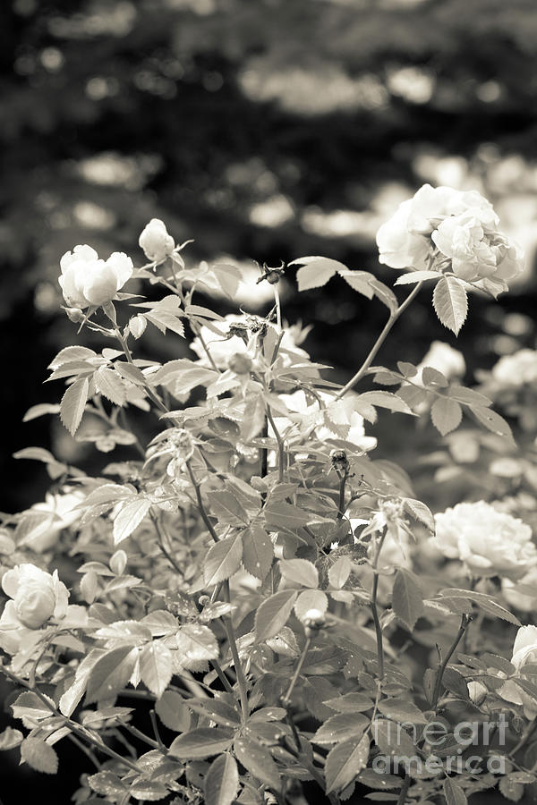 Roses  Photograph by Donna L Munro