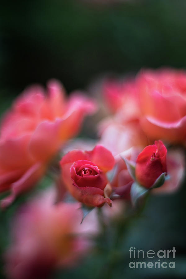 Roses Dream Dusk Light Photograph