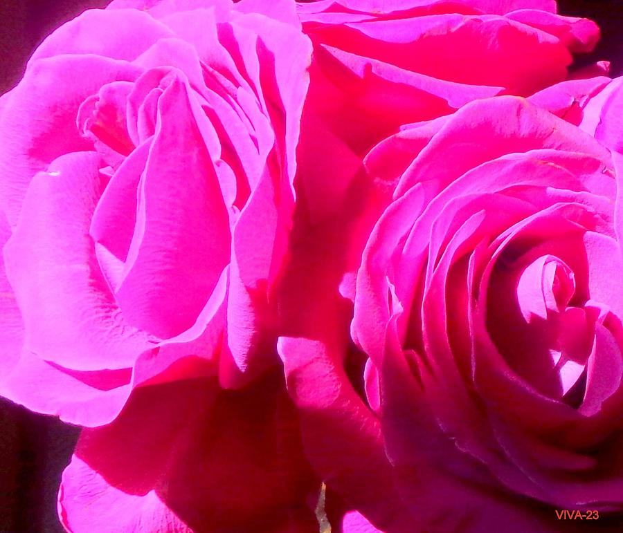 ROSES-HotPink  Photograph by VIVA Anderson