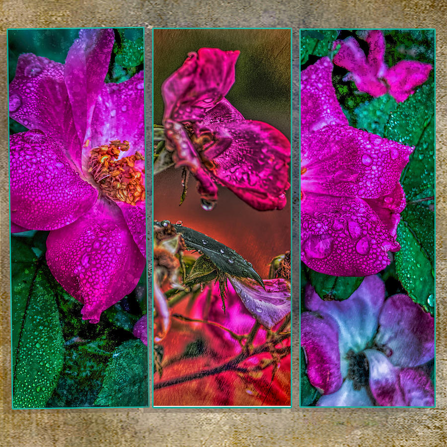 Roses in a Triptych Digital Art by Cordia Murphy