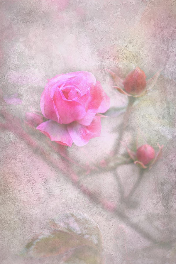 Roses in abstract Photograph by Sue Leonard