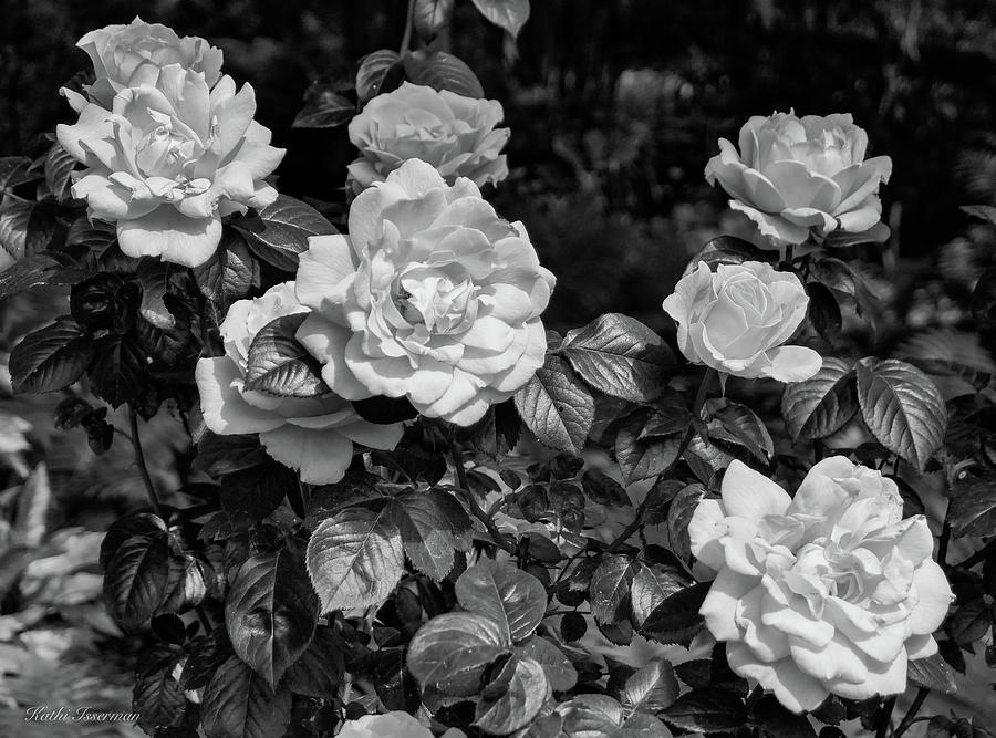 Roses in Black and White Photograph by Kathi Isserman