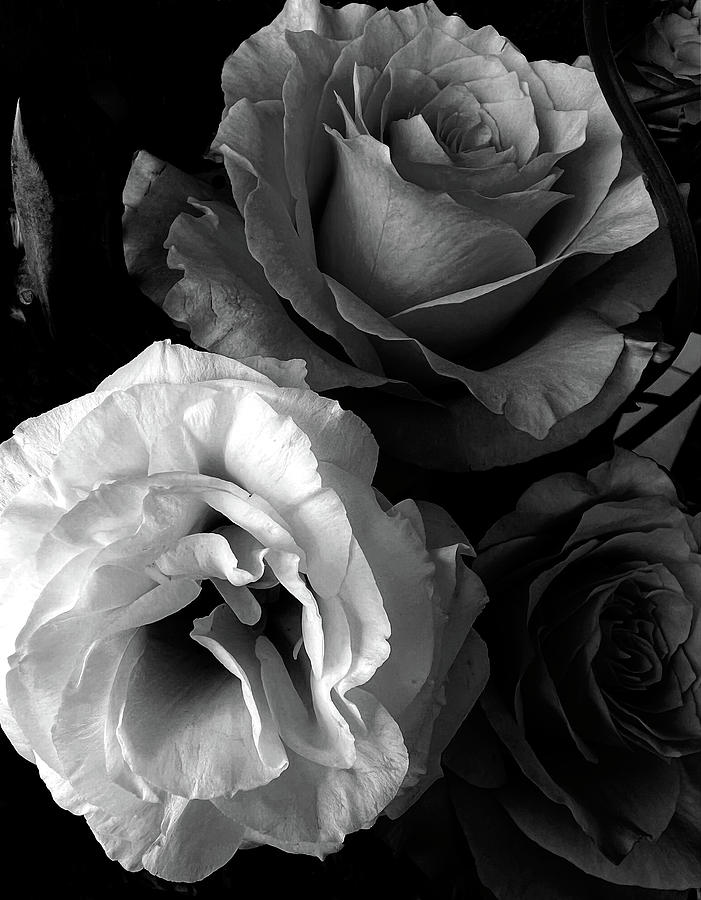 Roses in Black and White Photograph by Lorraine Devon Wilke Roses in Black and White Photograph by Lorraine Devon Wilke