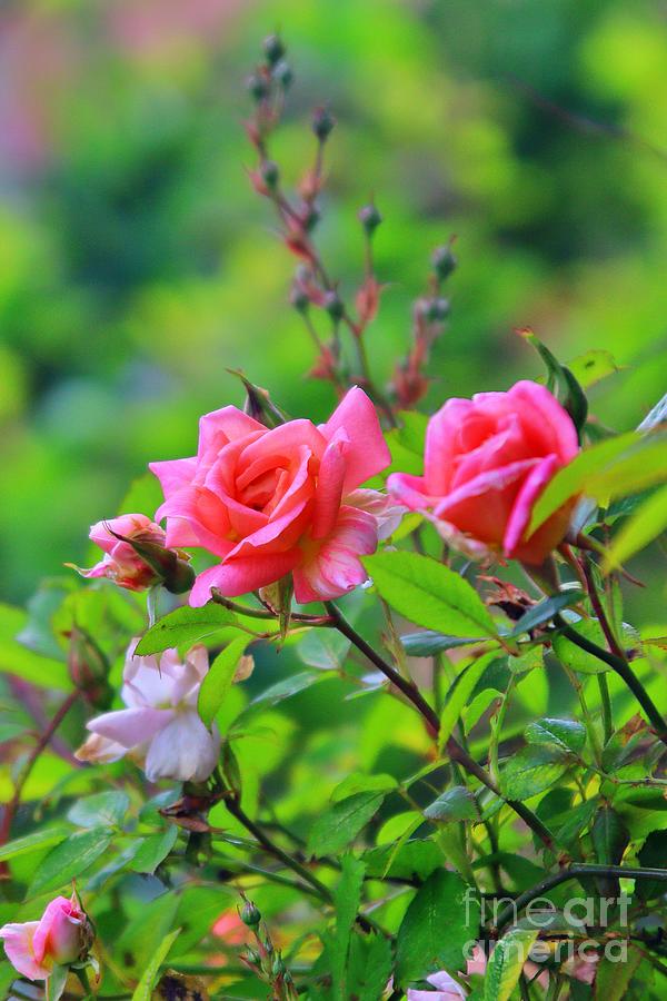 Roses in Bokeh Photograph by Kimberly Furey