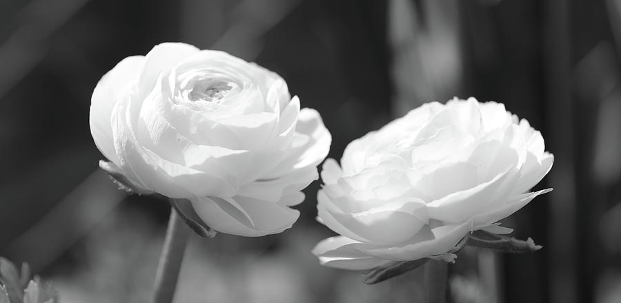 Roses In Bold Black and White Photograph by Scott Burd