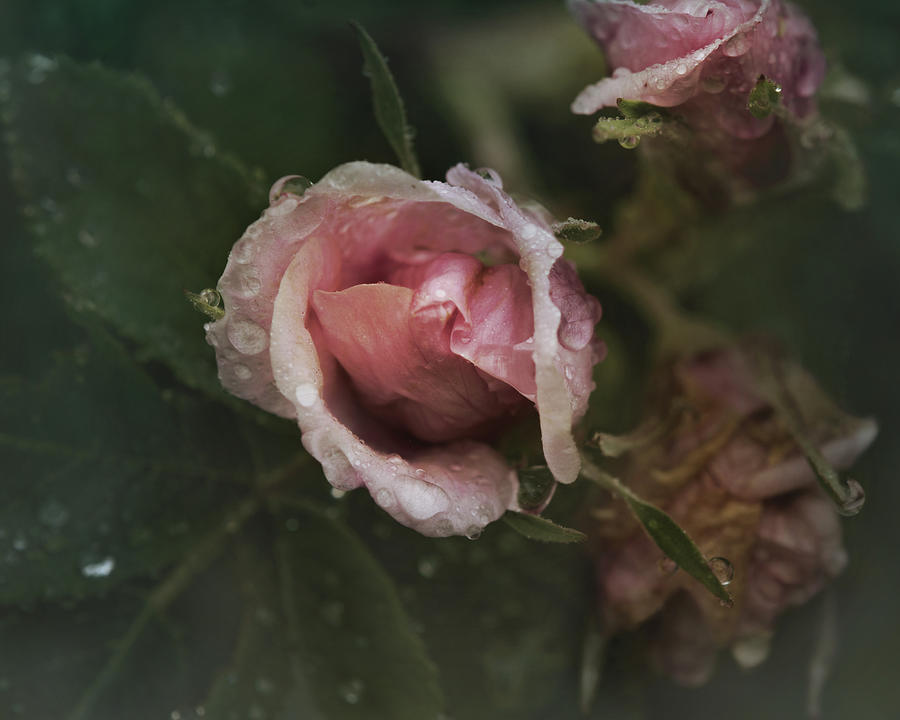 Roses In Fog Photograph by Sue Capuano