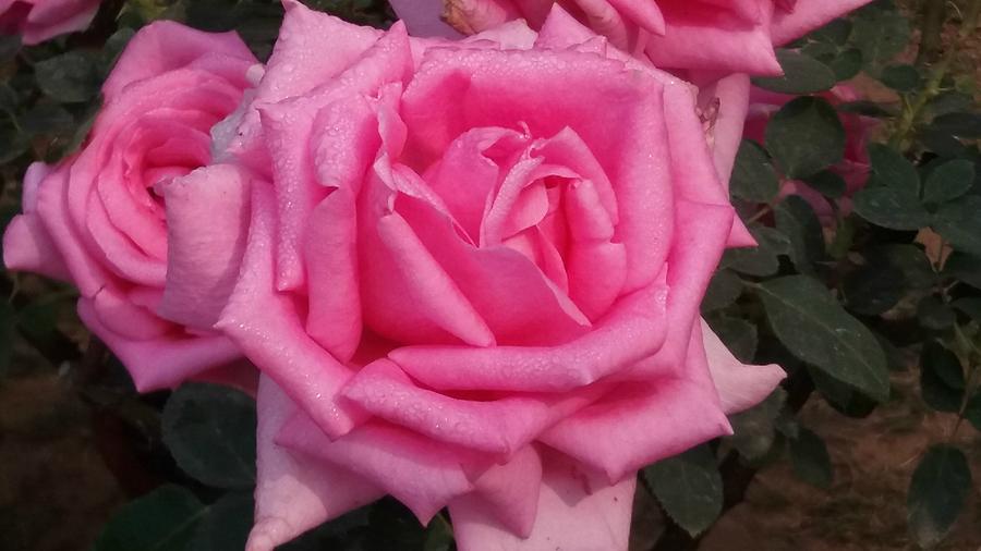 Roses In Pink Photograph