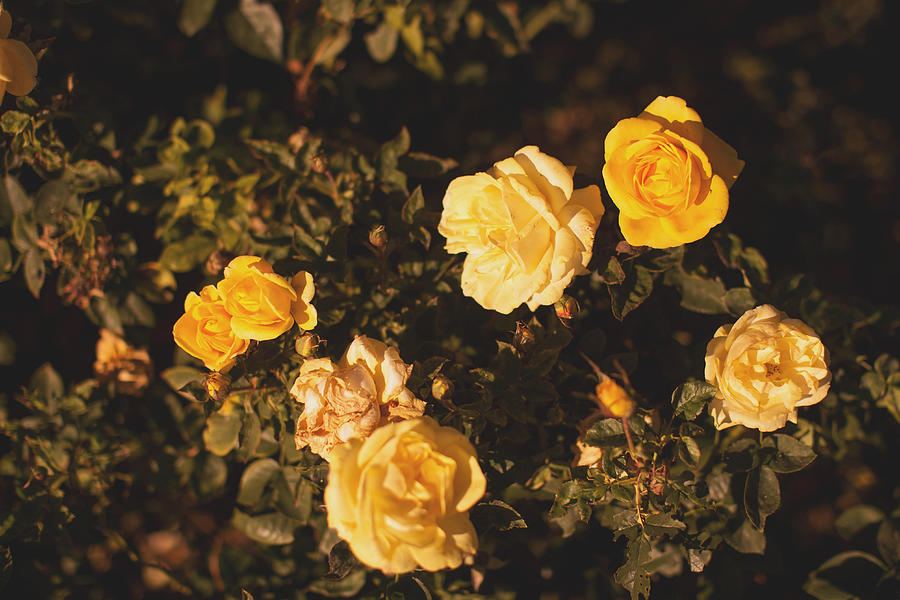 Roses in  Rose garden at Buen Retiro park, Madrid Photograph by Anna Pekunova