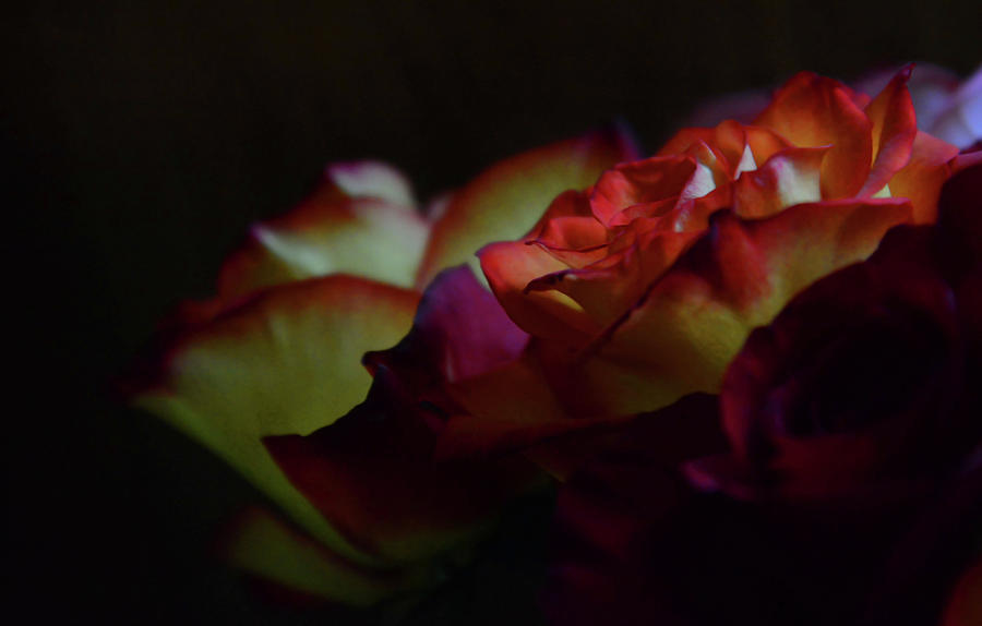 Roses In The Dark Photograph