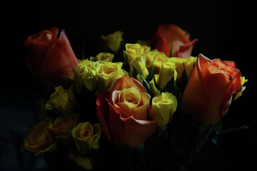 Roses in the Darkness Photograph by Whispering Peaks Photography