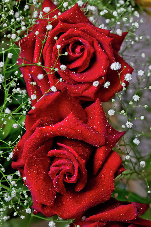 Still Life Photograph - Roses In The Rain by Az Jackson