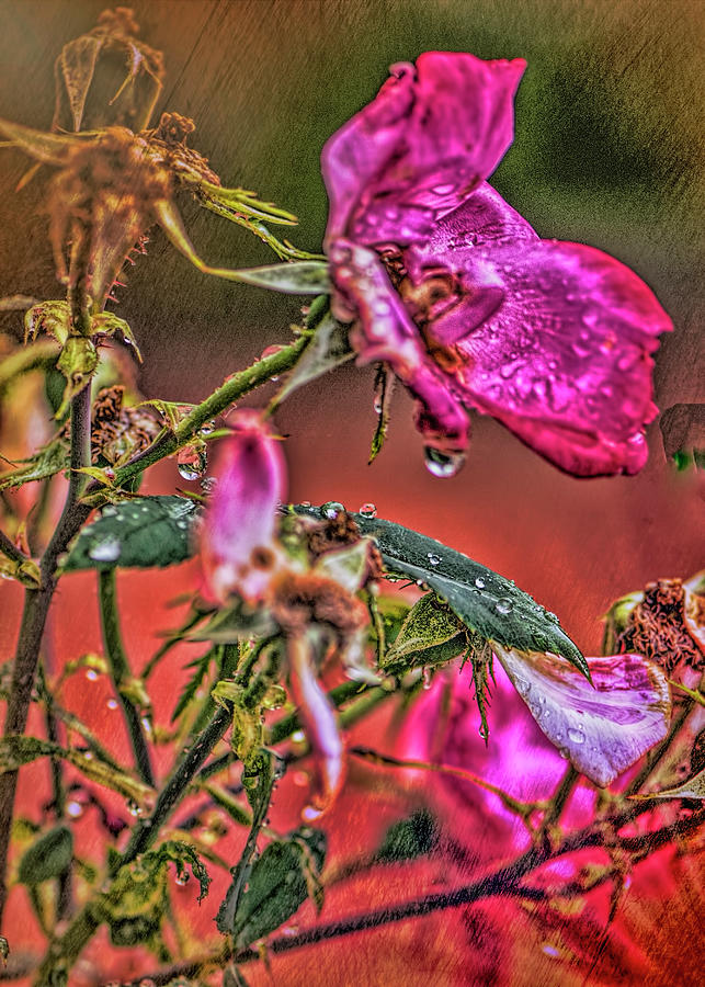 Roses in the Rain Photograph by Cordia Murphy