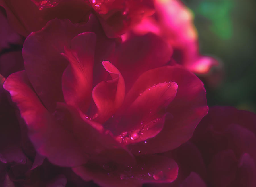 Roses In the Rain Photograph by Laura Vilandre