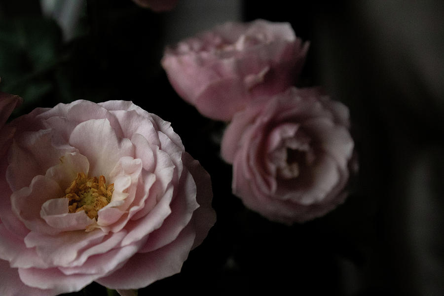 Roses in Three Angles Photograph by Jordan Taylor-Reyes - Fine Art America